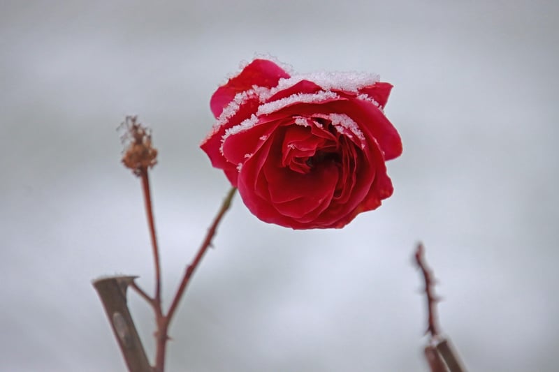 Floral Installations